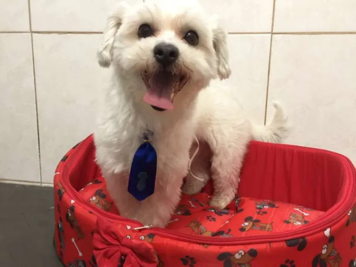 Cachorro ra a srd idade 4 anos nome Nick