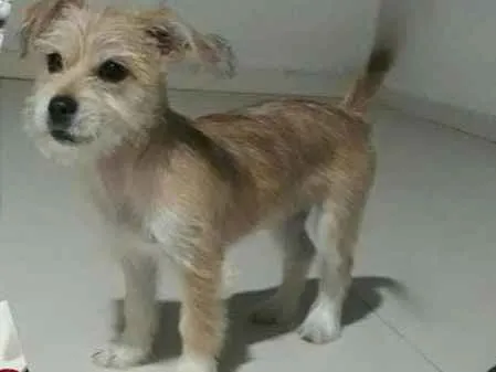 Cachorro ra a Indefinida idade 2 a 6 meses nome Amy