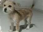 Cachorro raça Indefinida idade 2 a 6 meses nome Amy