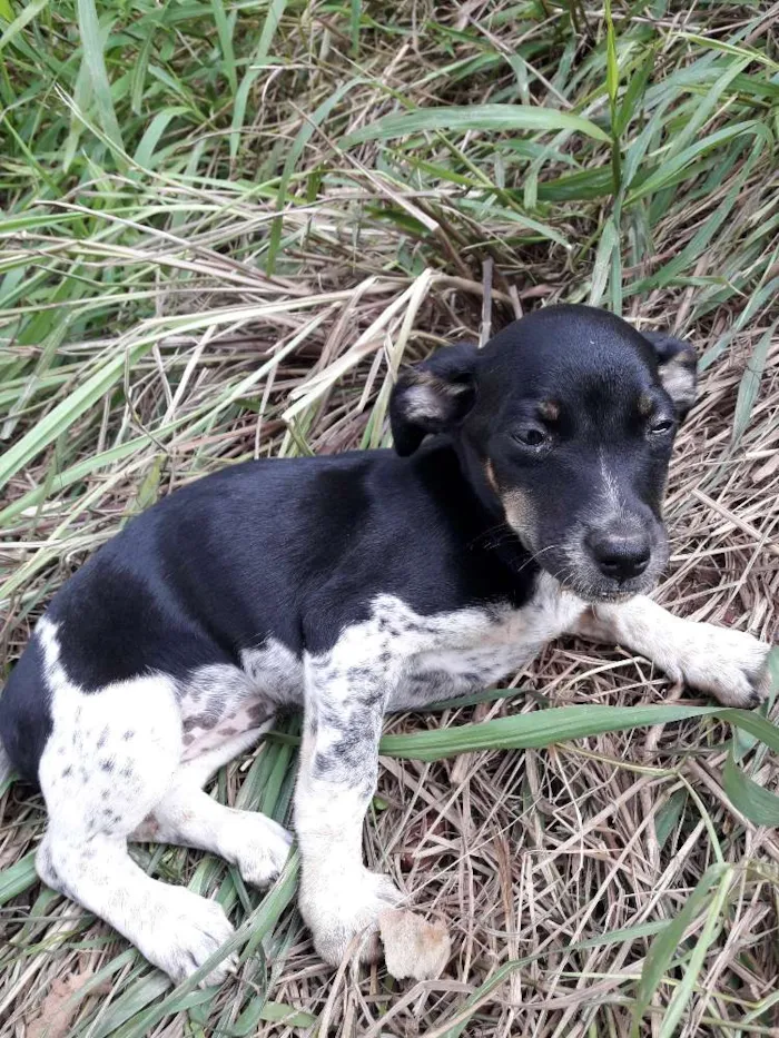 Cachorro ra a Vira lata idade 2 a 6 meses nome Estrelinha