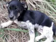 Estrelinha