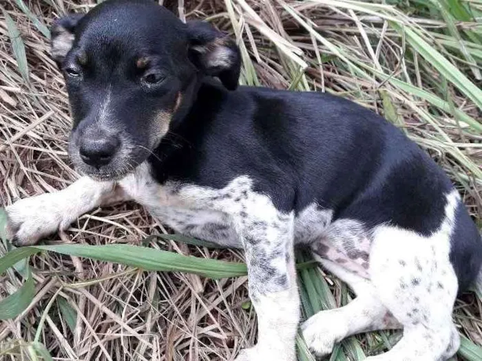 Cachorro ra a Vira lata idade 2 a 6 meses nome Estrelinha