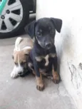 Pretinha