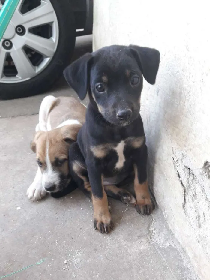 Cachorro ra a Vira lata idade 2 a 6 meses nome Pretinha