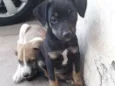 Pretinha