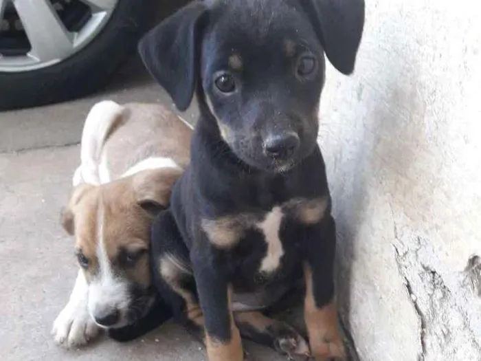 Cachorro ra a Vira lata idade 2 a 6 meses nome Pretinha