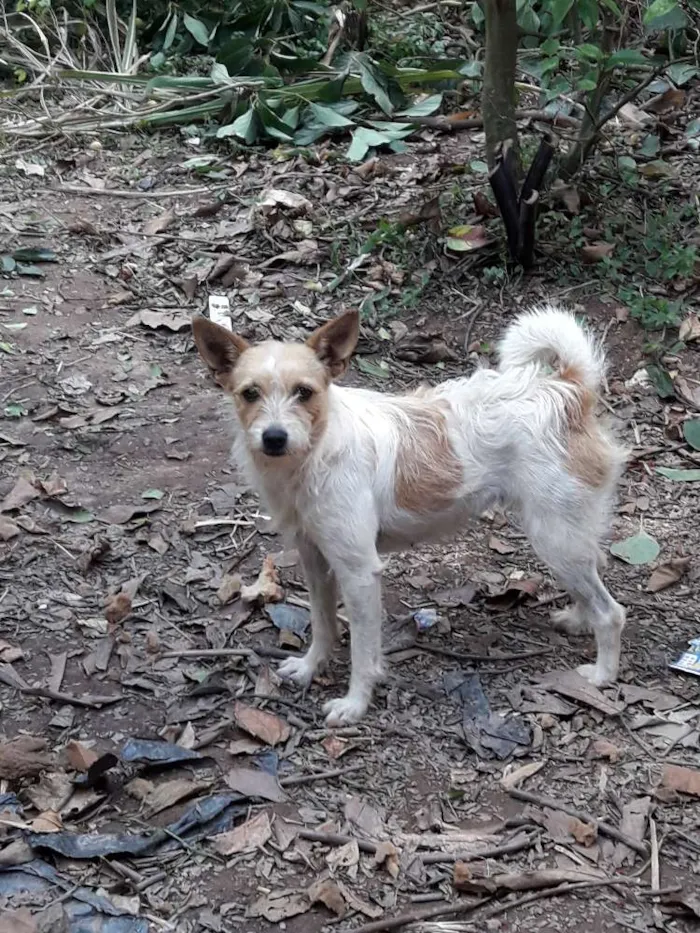Cachorro ra a Vira lata idade 2 anos nome Meg