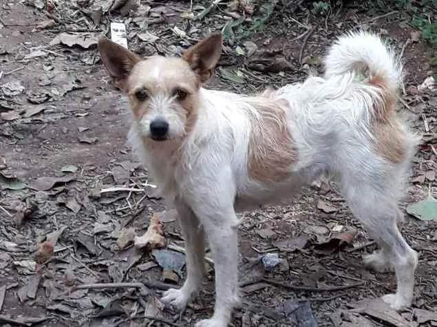 Cachorro ra a Vira lata idade 2 anos nome Meg