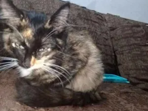 Gato raça SRD idade 2 a 6 meses nome Sem nome