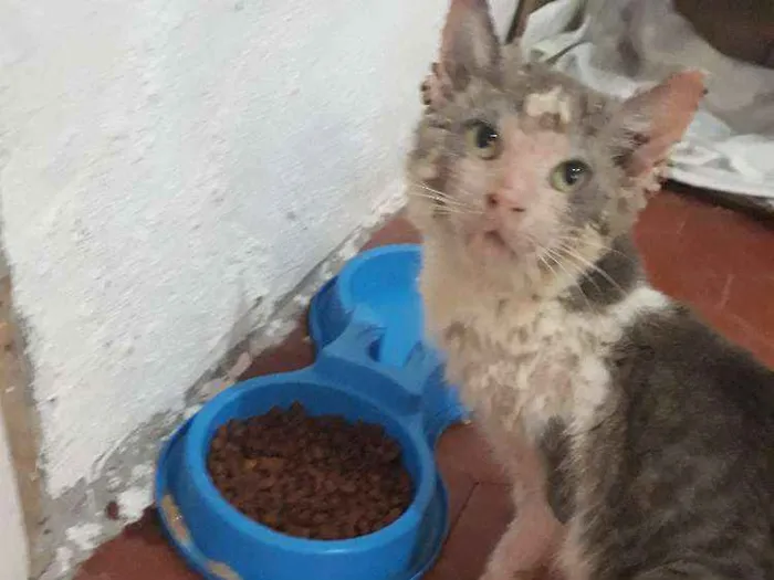 Gato raça Sem Raça definida idade 7 a 11 meses nome Gil