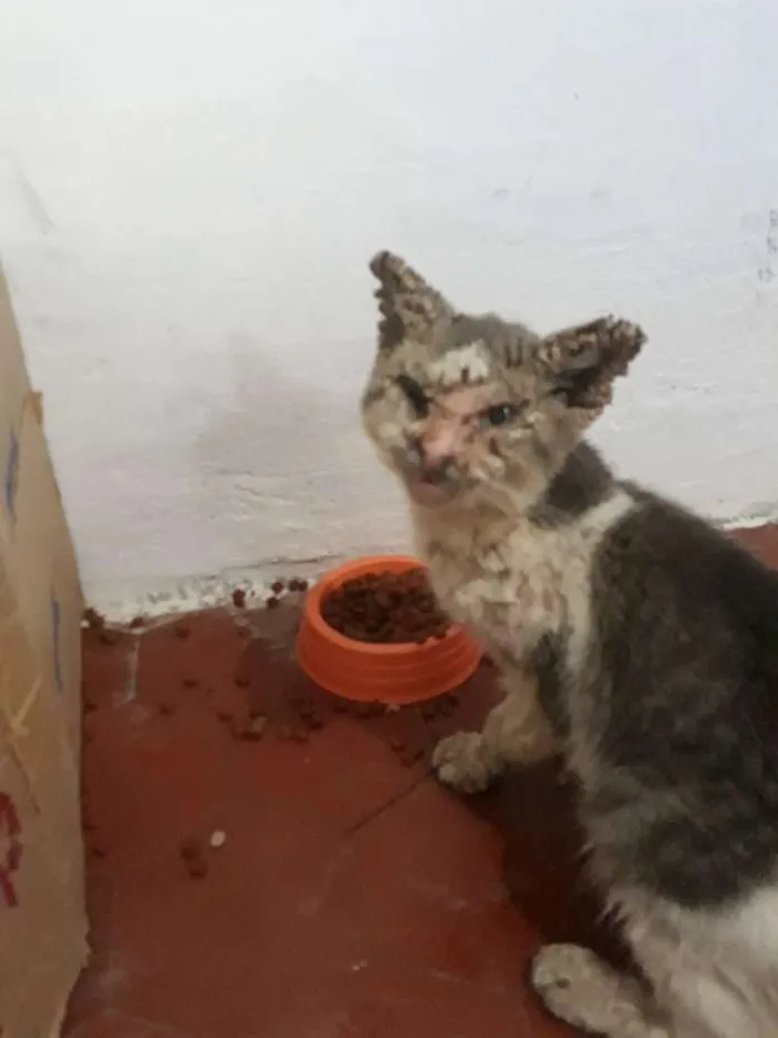 Gato raça Sem Raça definida idade 7 a 11 meses nome Gil