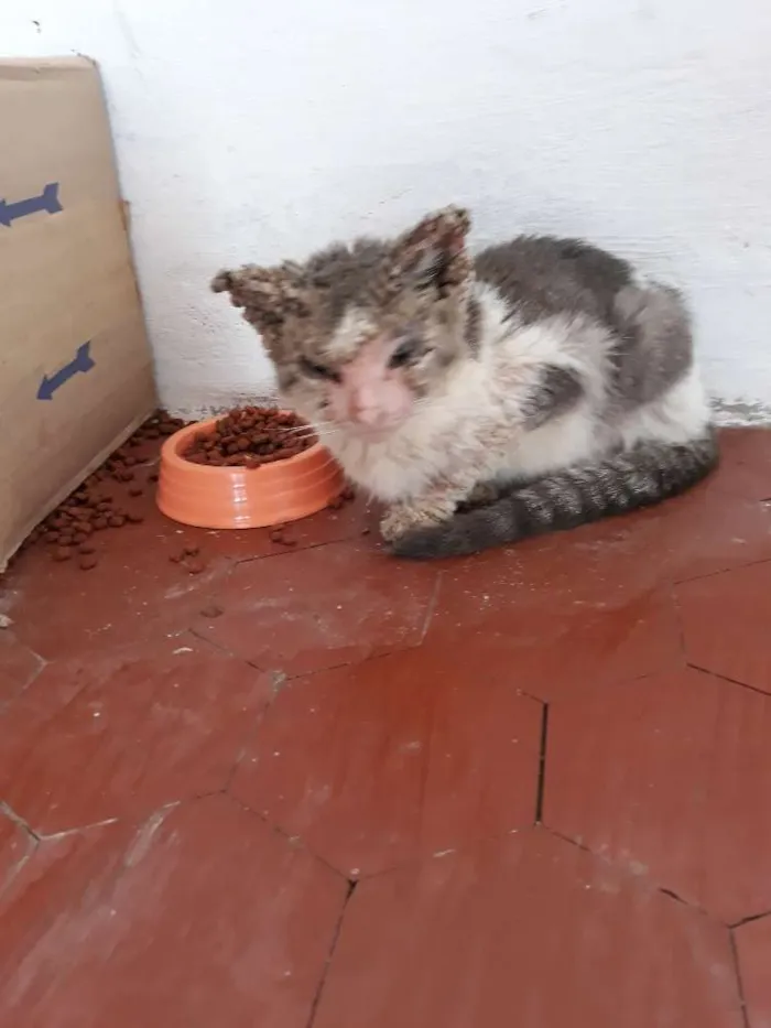 Gato raça Sem Raça definida idade 7 a 11 meses nome Gil
