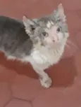Gil