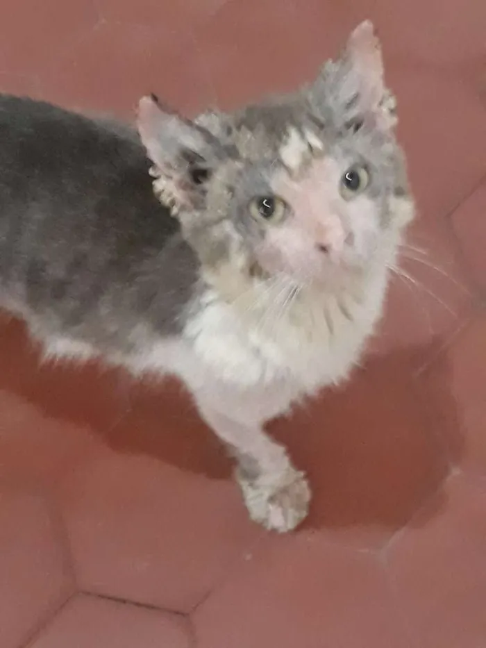 Gato raça Sem Raça definida idade 7 a 11 meses nome Gil