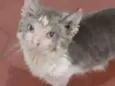 Gil