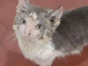 Gato raça Sem Raça definida idade 7 a 11 meses nome Gil