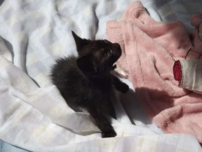 Gato ra a SRD idade Abaixo de 2 meses nome PONTA