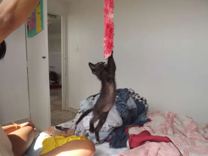 Gato ra a SRD idade Abaixo de 2 meses nome PONTA