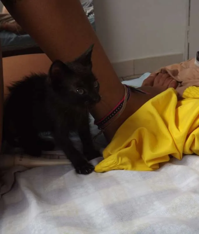 Gato ra a SRD idade Abaixo de 2 meses nome PONTA