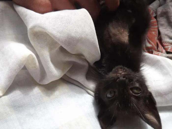 Gato ra a SRD idade Abaixo de 2 meses nome PONTA