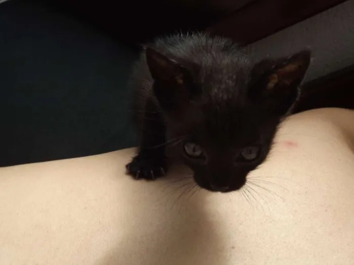 Gato ra a SRD idade Abaixo de 2 meses nome PONTA