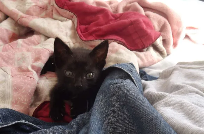 Gato ra a SRD idade Abaixo de 2 meses nome PONTA