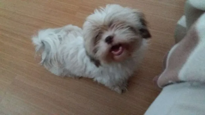 Cachorro ra a shitzu idade 1 ano nome Belinha