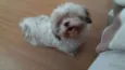 Belinha