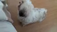 Belinha