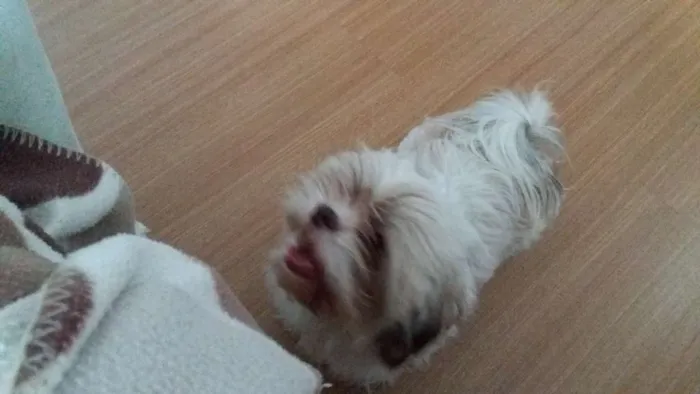 Cachorro ra a shitzu idade 1 ano nome Belinha