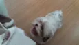 Belinha