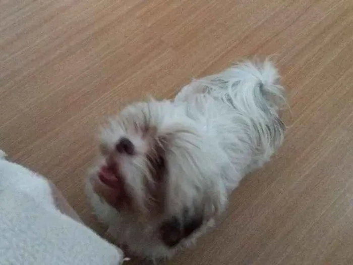 Cachorro ra a shitzu idade 1 ano nome Belinha