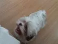 Belinha