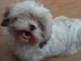 Belinha