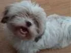 Cachorro raça shitzu idade 1 ano nome Belinha