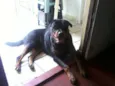 beethoven