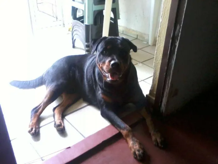 Cachorro raça Rottweiler idade 5 anos nome beethoven