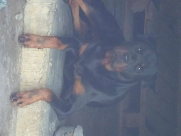 Cachorro raça Rottweiler idade 5 anos nome beethoven