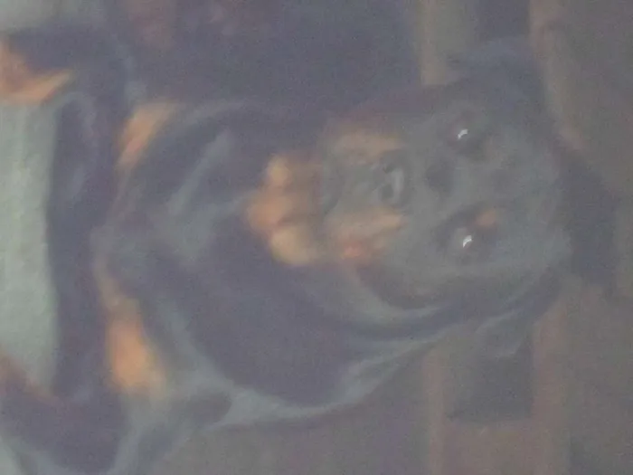 Cachorro raça Rottweiler idade 5 anos nome beethoven
