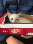 Miaw