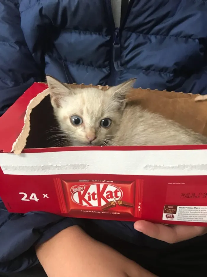 Gato ra a Mestiço  idade 2 a 6 meses nome Miaw