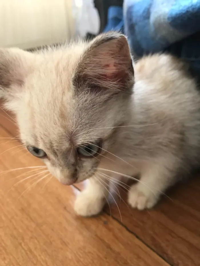 Gato ra a Mestiço  idade 2 a 6 meses nome Miaw