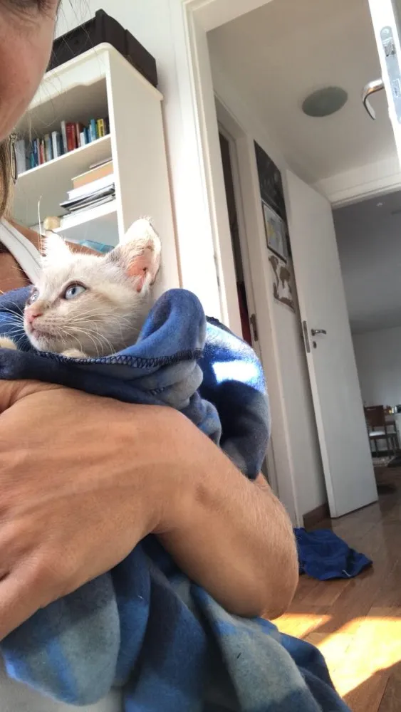 Gato ra a Mestiço  idade 2 a 6 meses nome Miaw