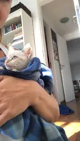 Miaw