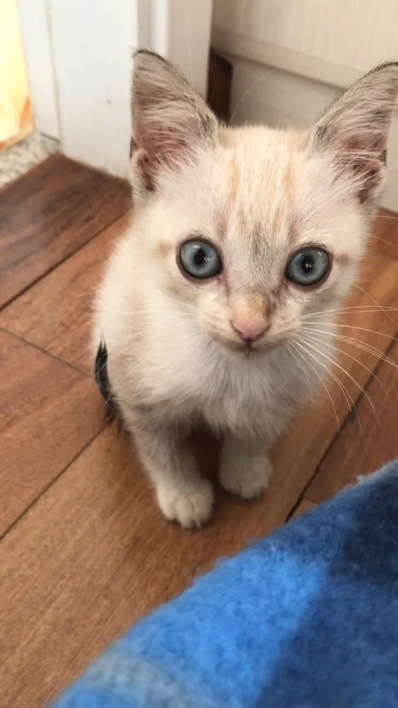 Gato ra a Mestiço  idade 2 a 6 meses nome Miaw