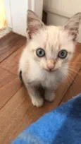 Miaw