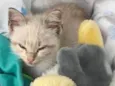 Miaw