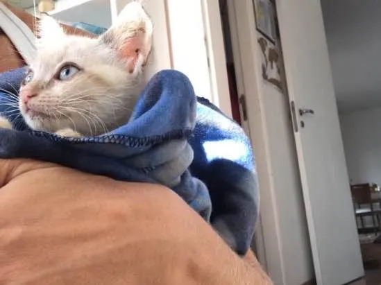 Gato ra a Mestiço  idade 2 a 6 meses nome Miaw
