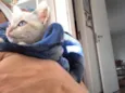 Miaw