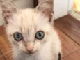 Miaw